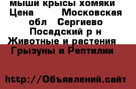 мыши крысы хомяки › Цена ­ 50 - Московская обл., Сергиево-Посадский р-н Животные и растения » Грызуны и Рептилии   
